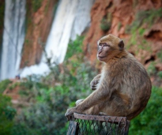 1 day trip from marrakech to ouzoud waterfalls